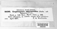 Ruzenia spermoides image